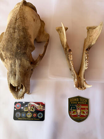 Bear Skull After The Beetles Finish