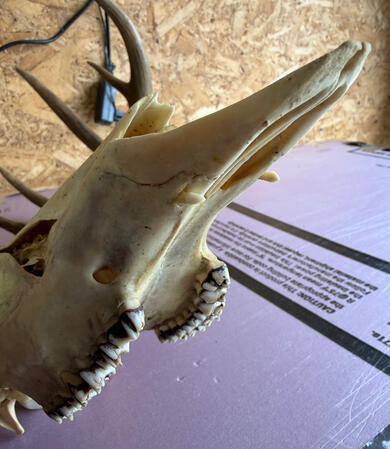 Most Don't Know But Some Deer Grow An Extra Set Of Teeth. People Call Them Vampire Deer.
