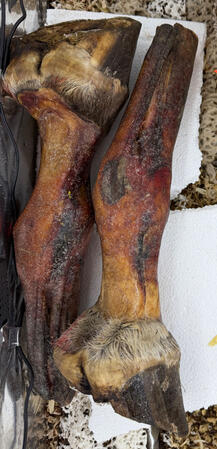 A Pair Of Horse Legs For A Lady Who Is Studying Equine Osteopathy
