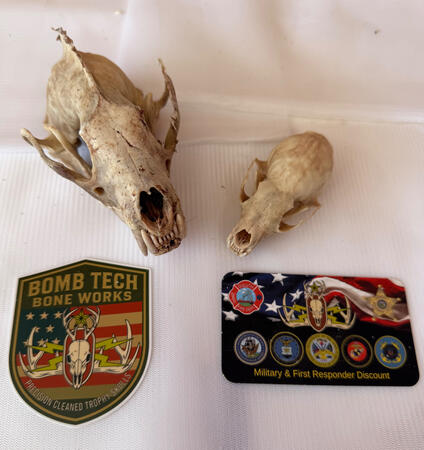 Fisher and Pine Martin Skulls After The Beetles Finish