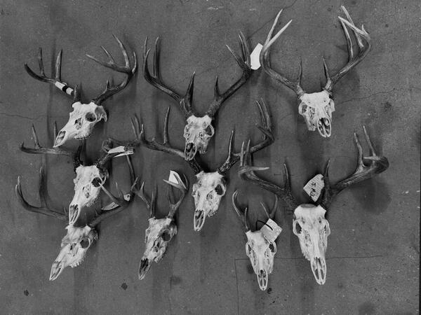 Finished Deer Skulls