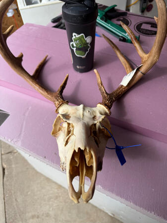 White Tail Buck