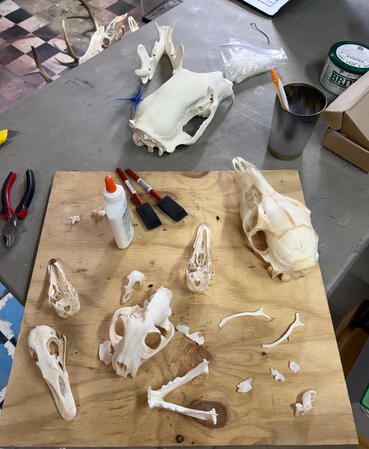 Variety Of Skulls Being Worked On