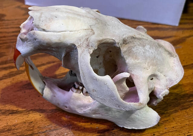 Beaver Before Degrease