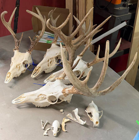 Variety of Skulls