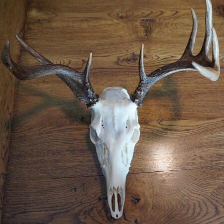 White Tail Buck