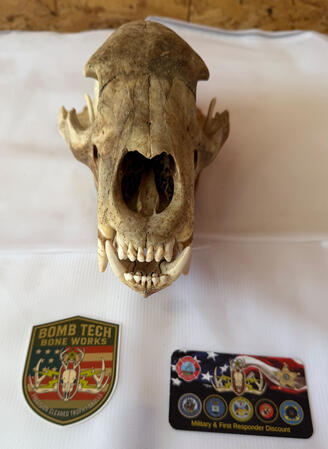Bear Skull After The Beetles Finish