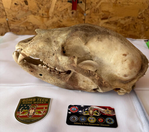 Bear Skull After The Beetles Finish