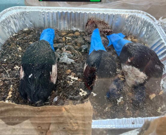 Bugs Getting Started On Some Geese