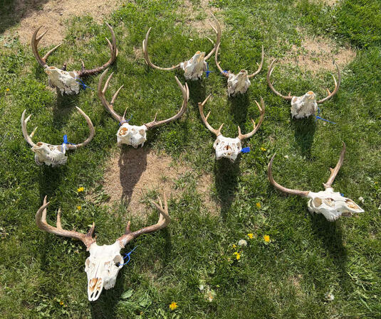 Bucks Drying In The Sun