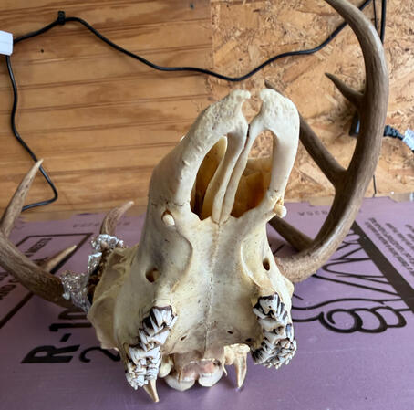 Most Don't Know But Some Deer Grow An Extra Set Of Teeth. People Call Them Vampire Deer.